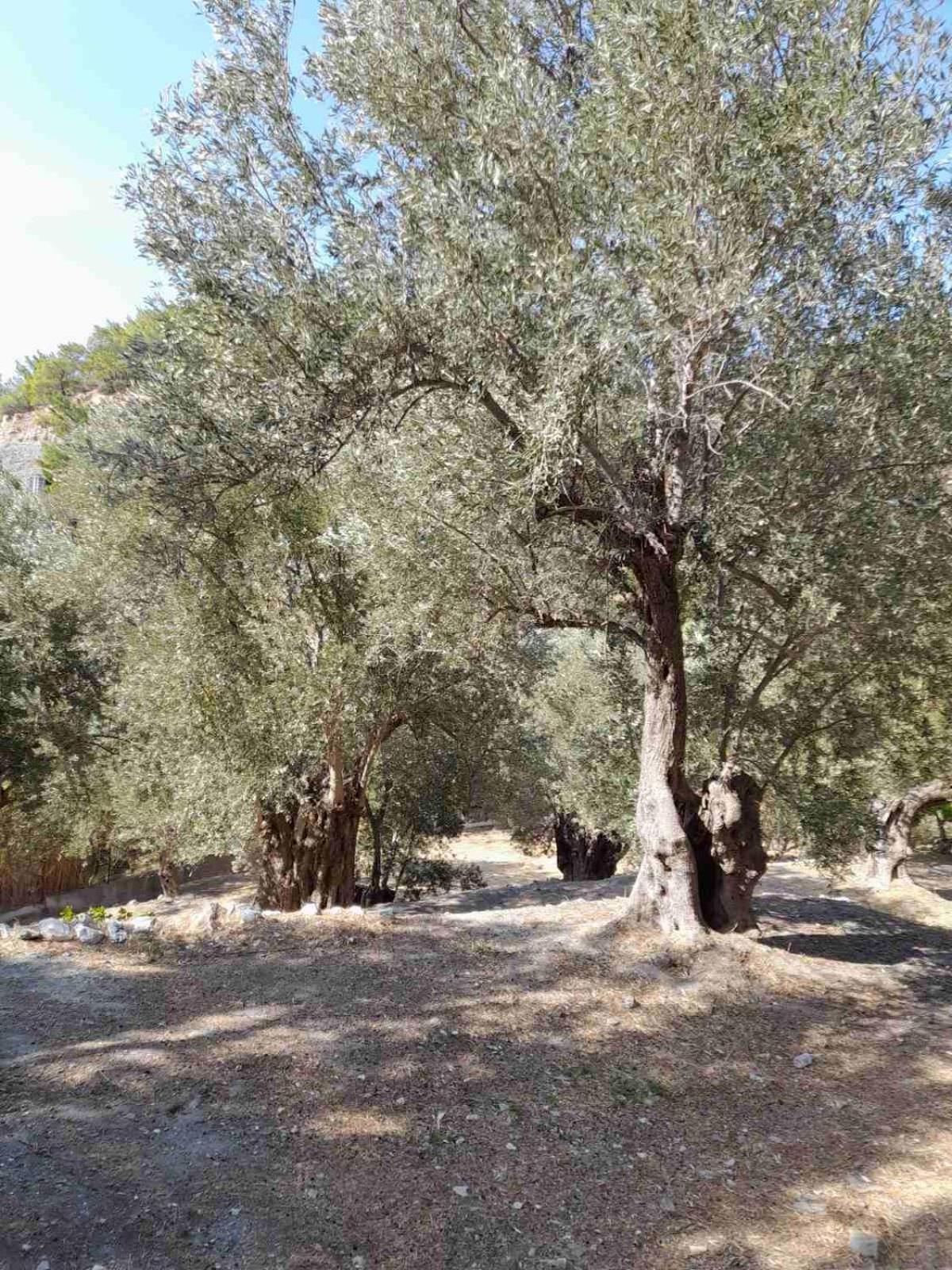 Δωμάτια Κόκκινος Πύργος Plomari Bagian luar foto