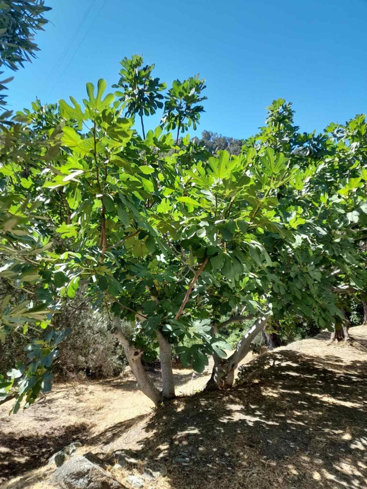 Δωμάτια Κόκκινος Πύργος Plomari Bagian luar foto